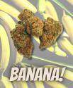 Fleurs CBD - Indoor BANANA - VRAC au Gramme